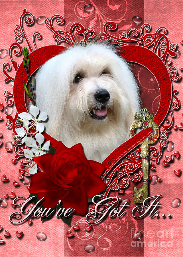 Holiday Digital Art - Valentines - Key to My Heart Coton de Tulear by Renae Crevalle
