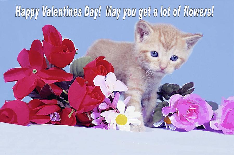 Valentines Kitten Photograph by Laura Smith