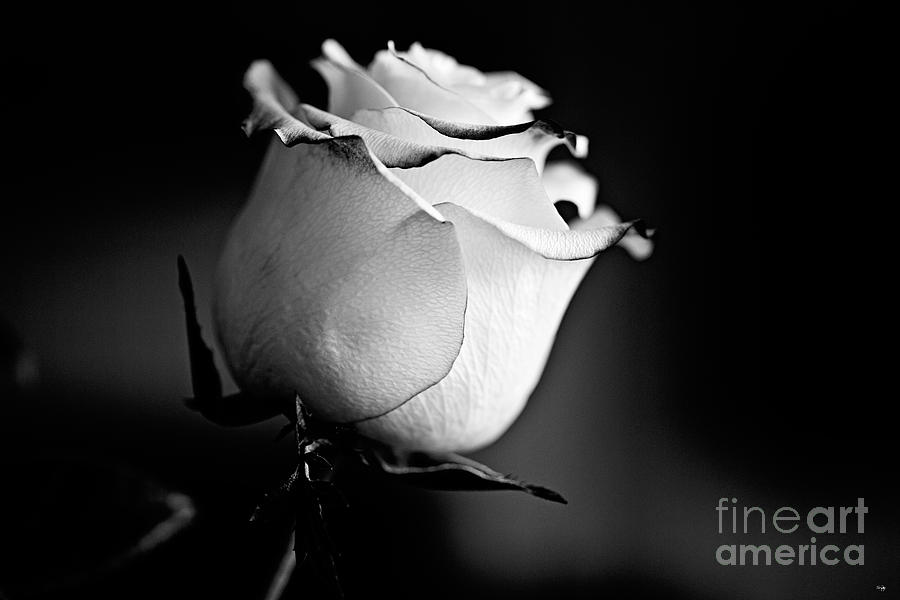 Valentines Rose Photograph by Scott Pellegrin