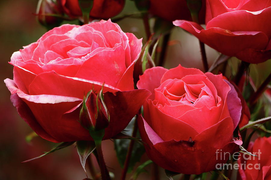 Valentines Roses Photograph by Christiane Schulze Art And Photography