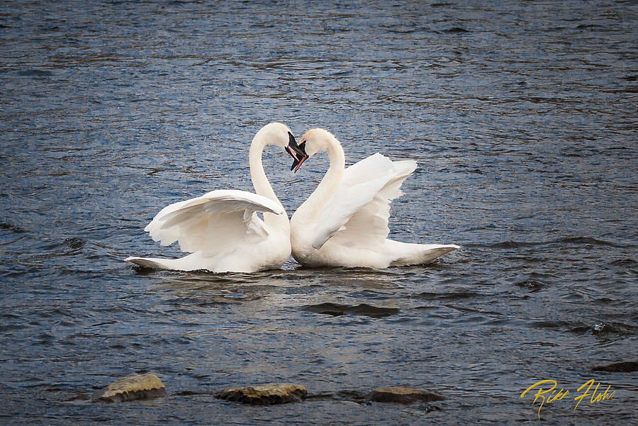 Valentines Swans Photograph by Rikk Flohr