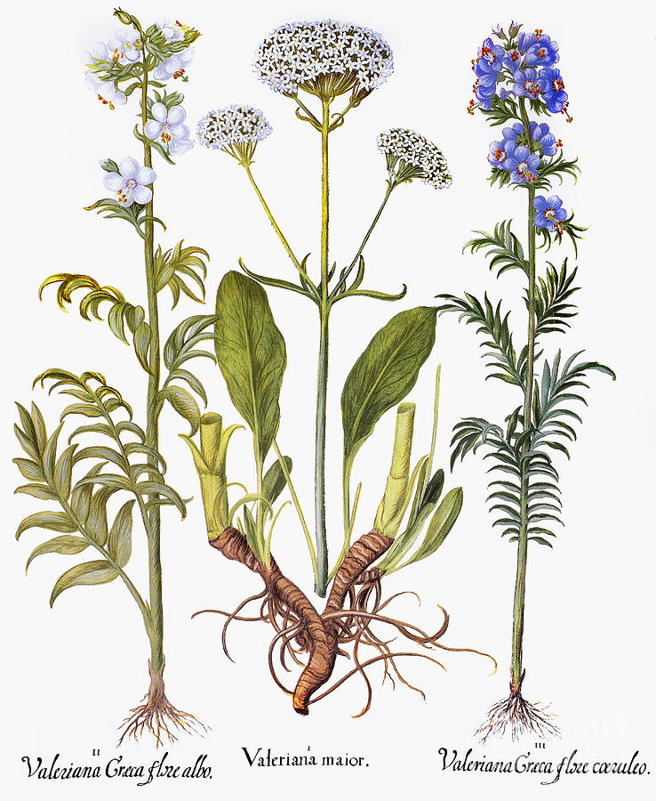 Valerian Flowers, 1613 Photograph by Granger