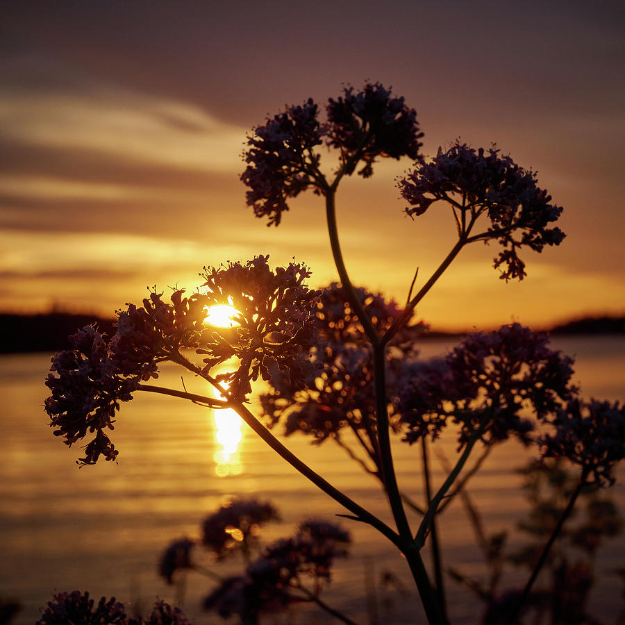 Valerian sunset Photograph by Jouko Lehto