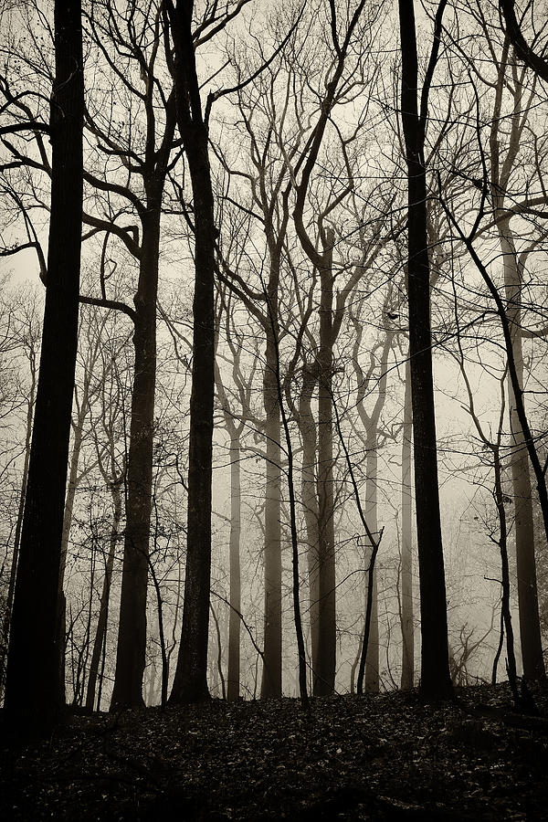 Valley Forge Forest Fog #2 Photograph by Bethany Dhunjisha