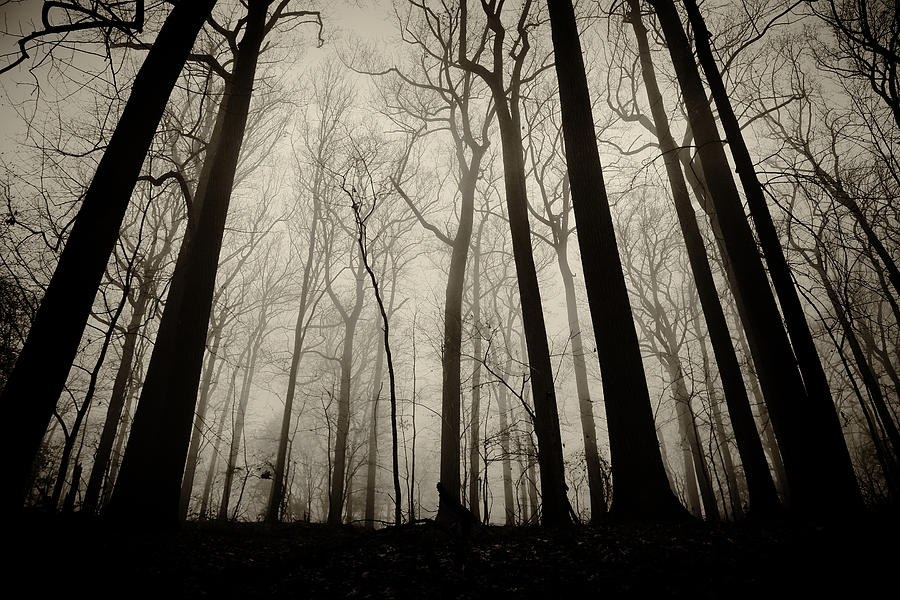 Valley Forge Forest Fog #1 Photograph by Bethany Dhunjisha