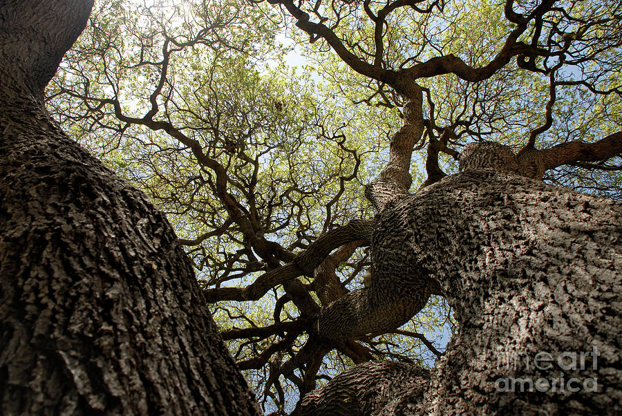 Valley Oak Photograph by Dean Birinyi