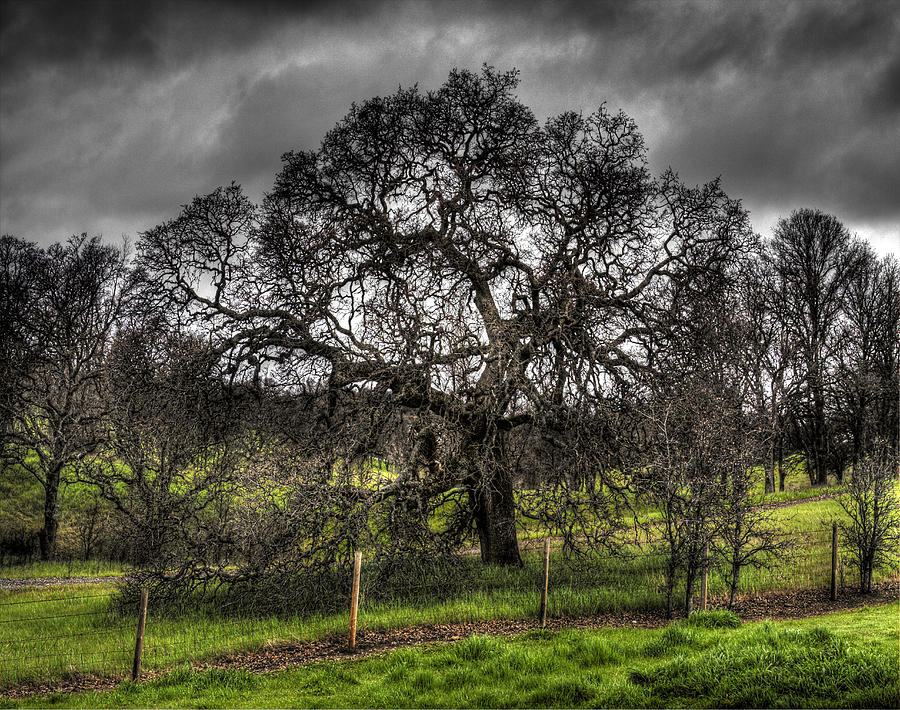 Valley Oak Photograph by Lee Santa