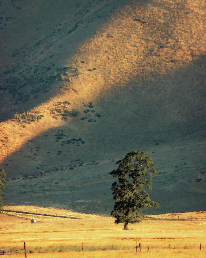 Valley Oak Photograph by Timothy Bulone