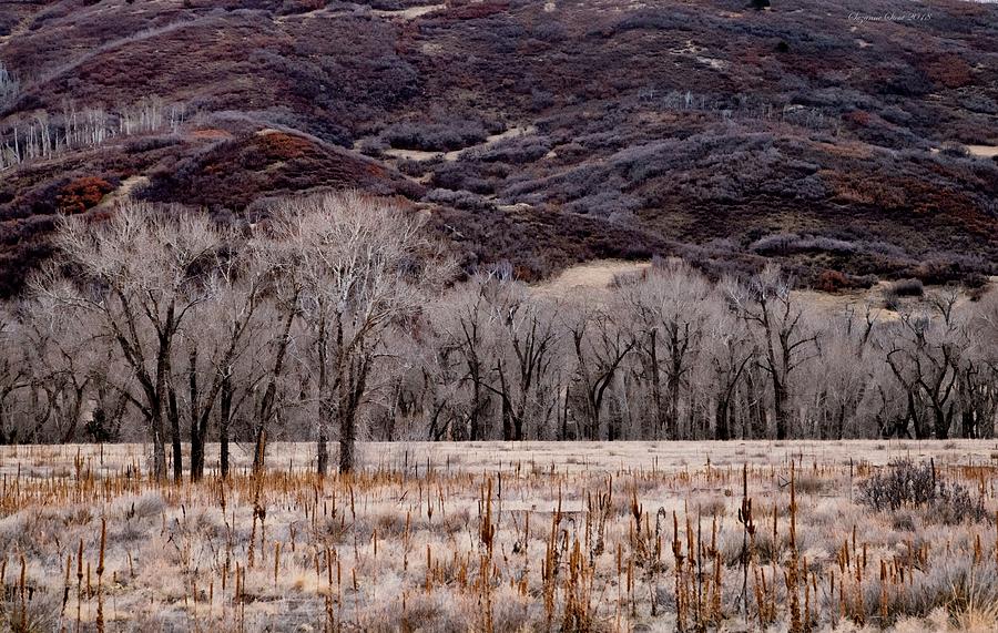 Valley of Cottonwoods Photograph by Suzanne Stout
