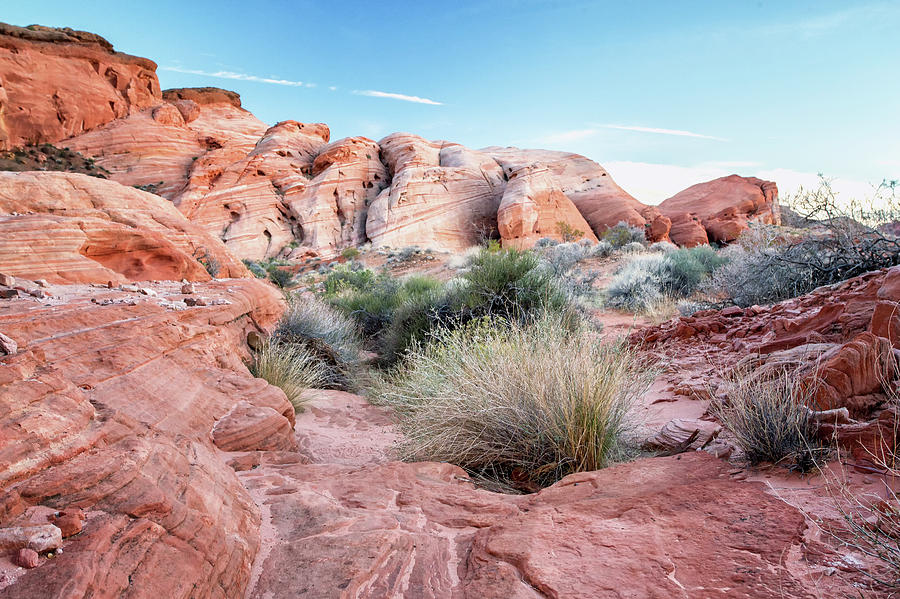Valley Of Fire Fauna Photograph