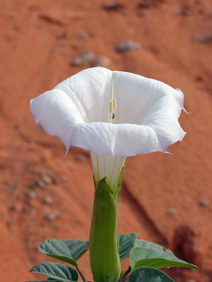 Valley of Fire Jimson Weed 3 Photograph by JustJeffAz Photography