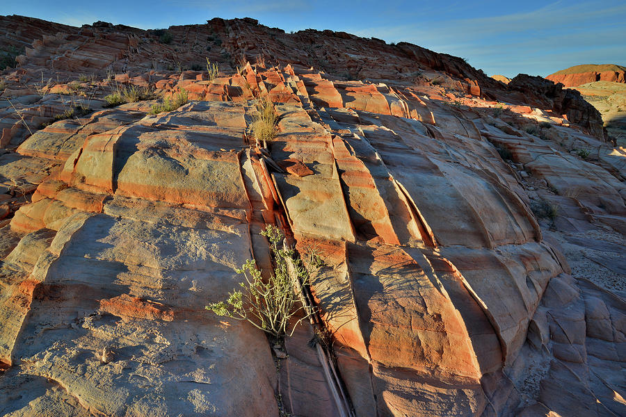 Valley of Fire in Evening Light Photograph by Ray Mathis