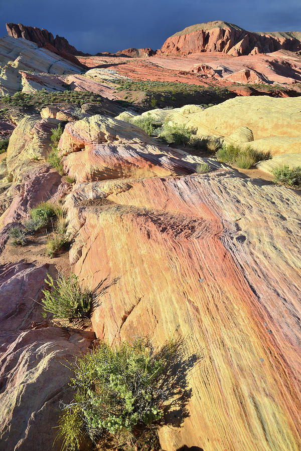 Valley of Fire Rainbow of Sandstone Photograph by Ray Mathis