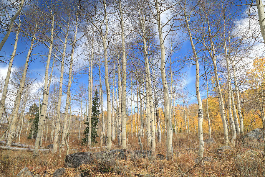 Tree Photograph - Valley of the Aspens by Donna Kennedy