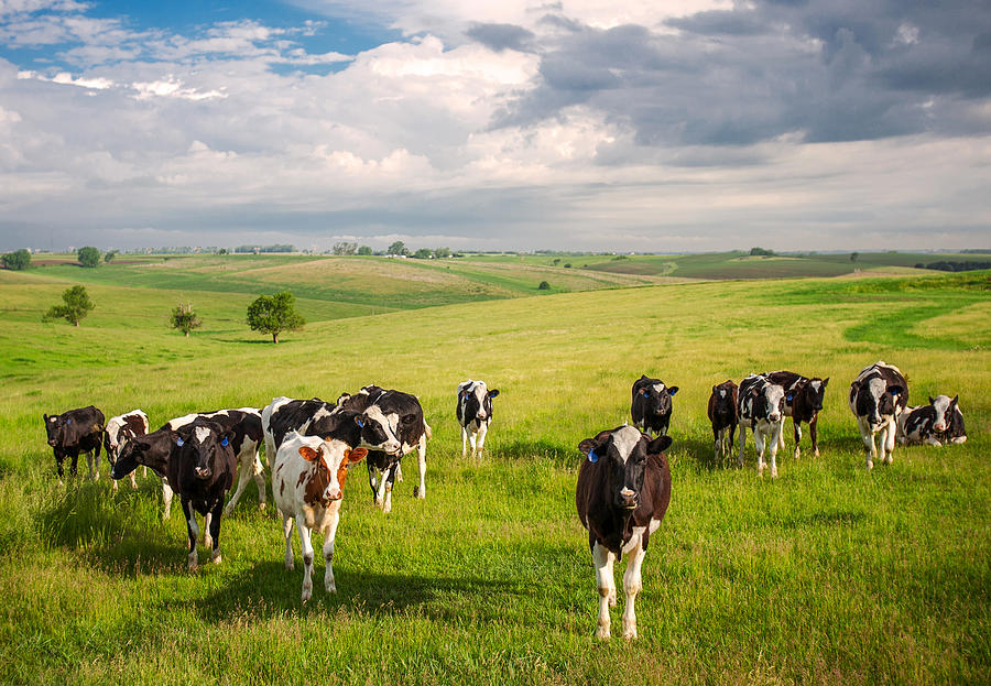 Nature Photograph - Valley of the Cows by Todd Klassy