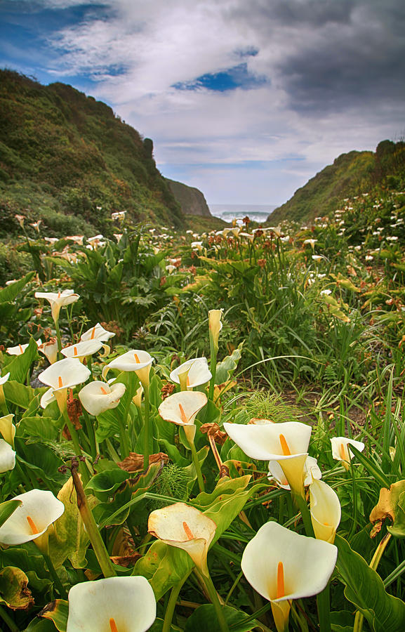 Flower Photograph - Valley of the Lilies by Laurie Search