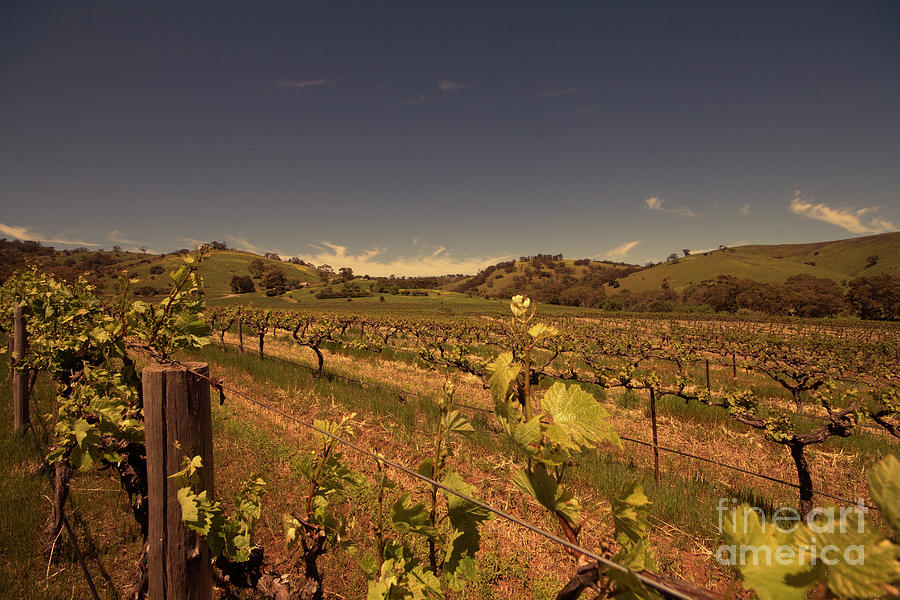 Valley of Vines Photograph by Douglas Barnard