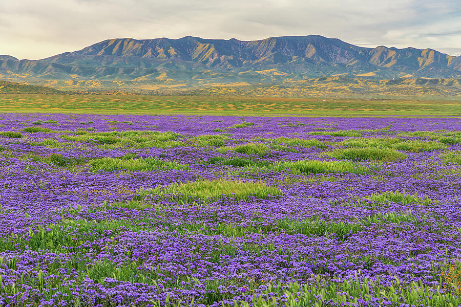Valley Phacelia and Caliente Range Photograph by Marc Crumpler