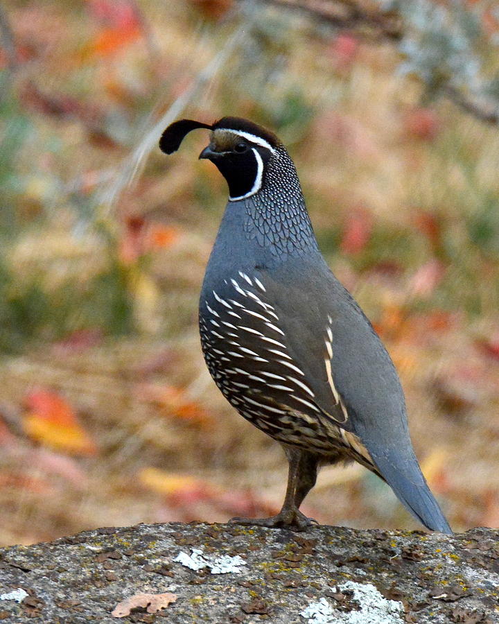 Fall Photograph - Valley Quail by Michael Allred