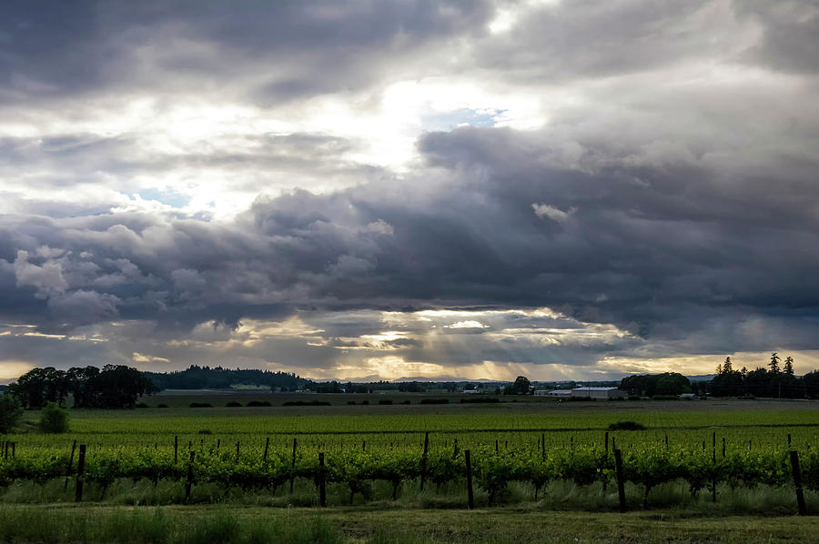Valley Vineyards Photograph by Steven Clark