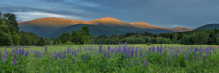 Valley Way Lupine Sunset Photograph by White Mountain Images