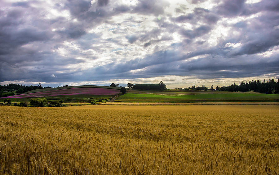 Valley Wheat  Photograph by Steven Clark