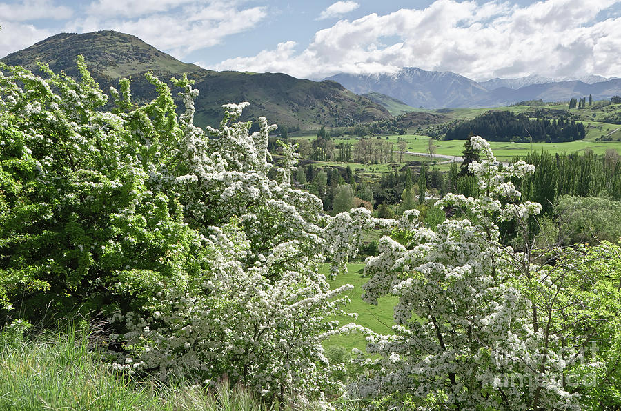 Valleys and Meadows of New Zealand. Springtime. Queenstown area. Photograph by Yurix Sardinelly