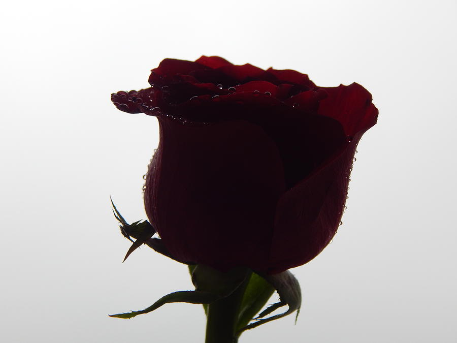 Vampire Rose Photograph by Gallery Of Hope 