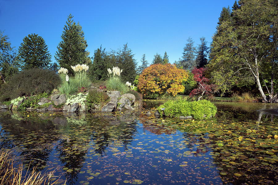 Van Dusen Botanical Garden Photograph by Alex Lyubar