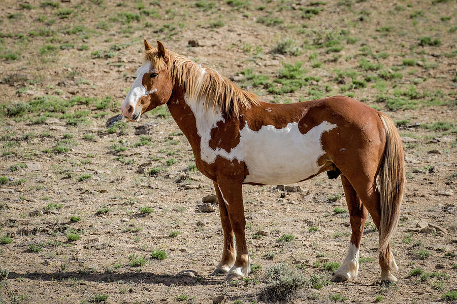 Pinto Mustang Stallion Pinyon Photograph by Dawn Key
