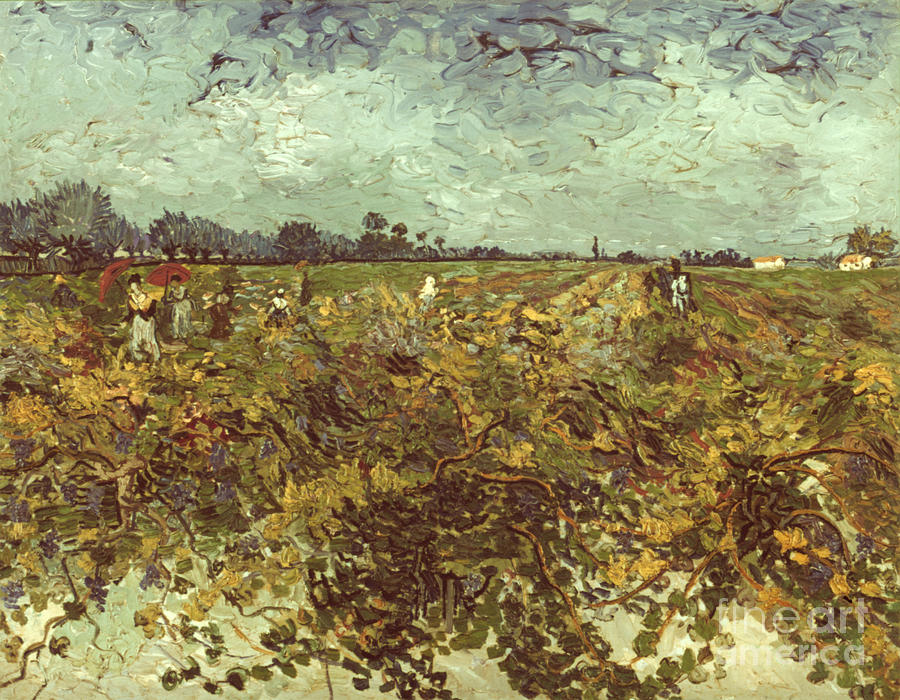 Van Gogh: Vineyard, 1888 Photograph by Granger
