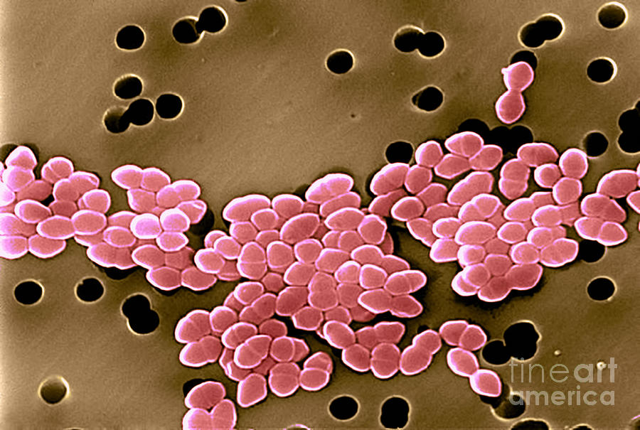 Vancomycin Resistant Enterococci Photograph - Vancomycin Resistant Enterococci by Science Source
