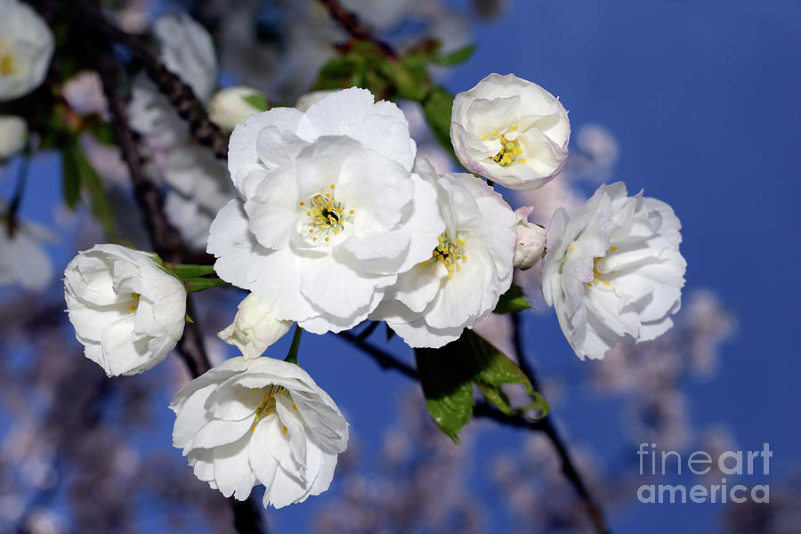 Vancouver 2017 Spring Time Cherry Blossoms - 1 Photograph by Terry Elniski