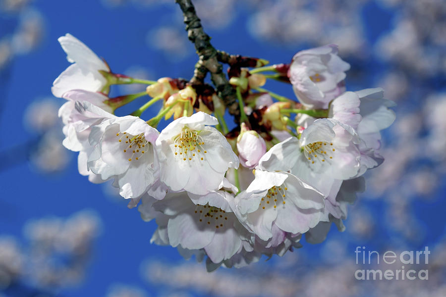 Vancouver 2017 Spring Time Cherry Blossoms - 11 Photograph by Terry Elniski