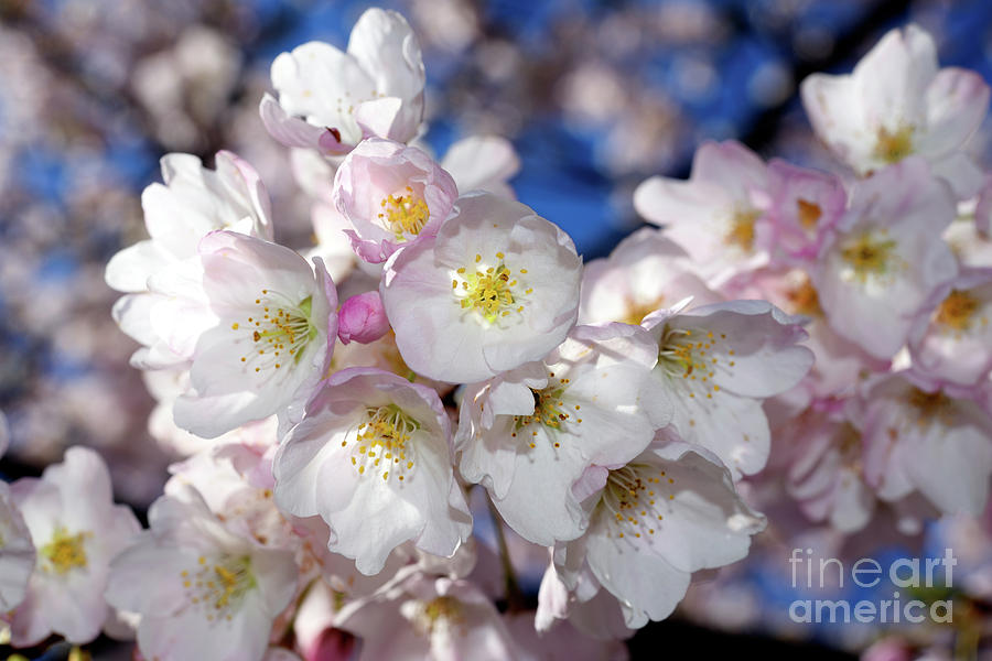 Vancouver 2017 Spring Time Cherry Blossoms - 13 Photograph by Terry Elniski