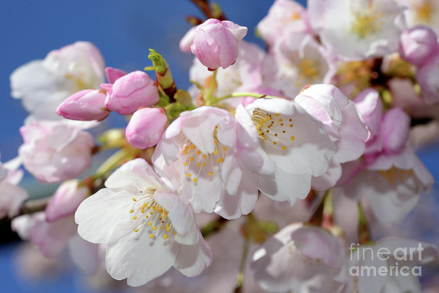 Vancouver 2017 Spring Time Cherry Blossoms - 7 Photograph by Terry Elniski