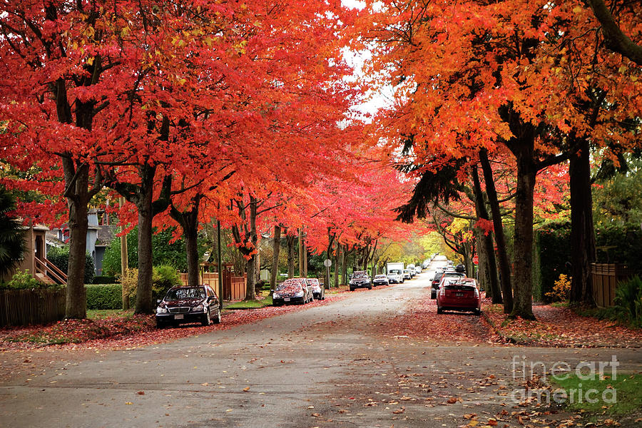 Vancouver Autumn in the City Photograph by Maria Janicki