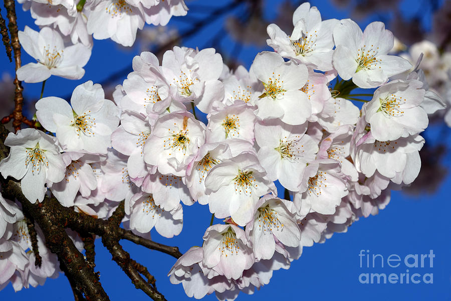 Vancouver Cherry Blossom Blooms Photograph by Terry Elniski