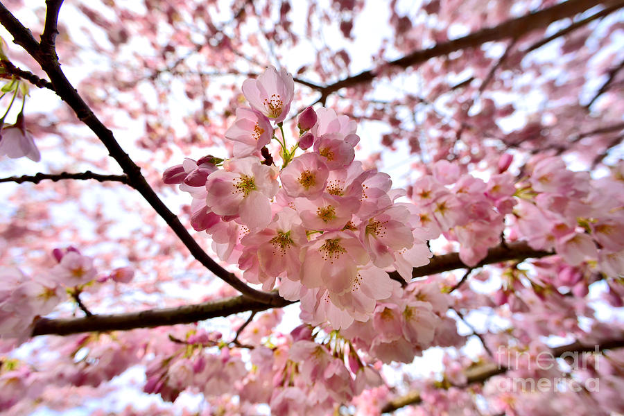 Vancouver Cherry Blossoms 4 Photograph by Terry Elniski