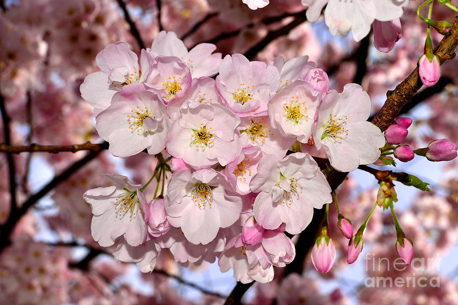 Vancouver Cherry Blossoms 5 Photograph by Terry Elniski