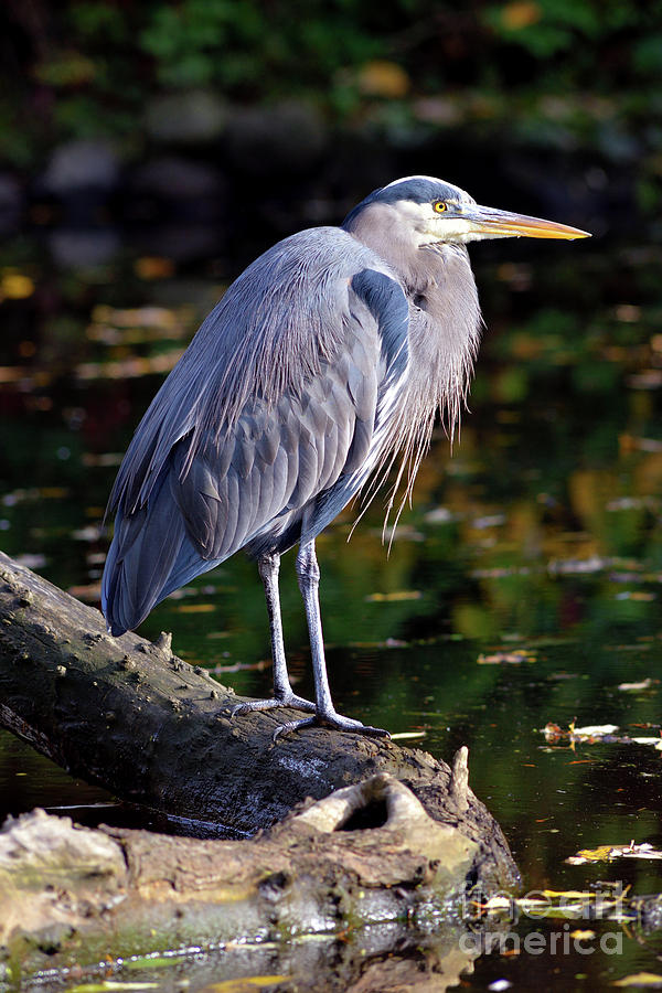 Vancouver Great Blue Heron At Lost Lagoon Photograph by Terry Elniski