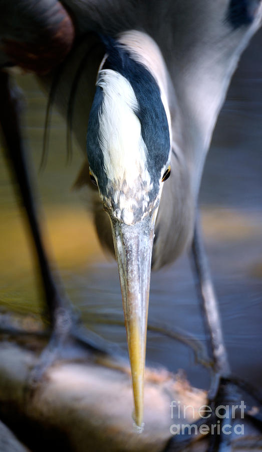 Vancouver Great Blue Heron Head On Photograph by Terry Elniski