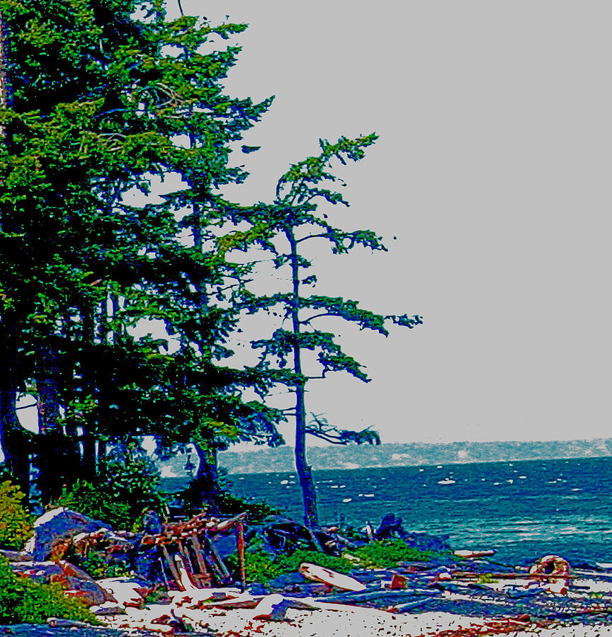 Vancouver Island Photograph - Vancouver Island Driftwood by Joseph Coulombe