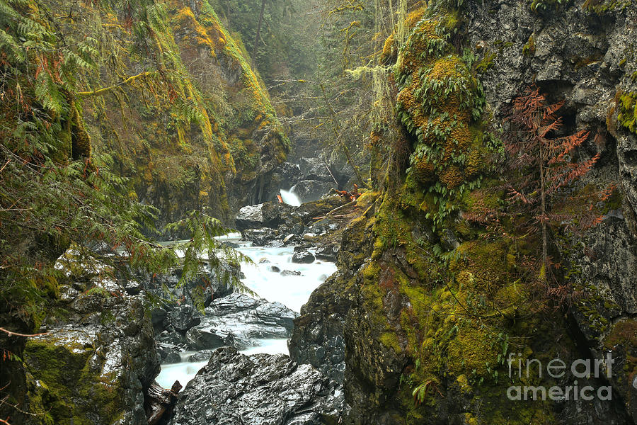 Vancouver Island Lush Canyon Photograph by Adam Jewell
