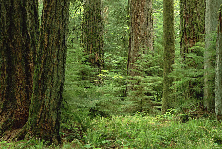 Vancouver Island Old Growth Forest Photograph by Gerry Ellis