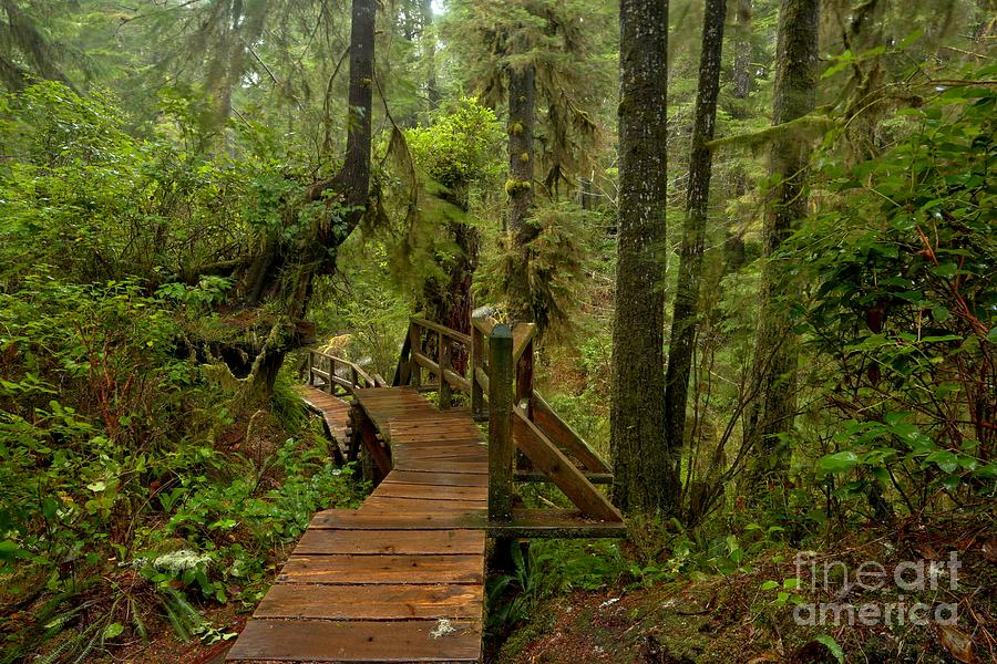 Vancouver Island Rainforest Boardwalk Photograph by Adam Jewell