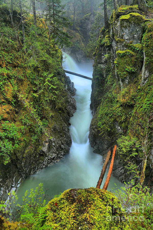 Vancouver Island Rainforest Falls Photograph by Adam Jewell