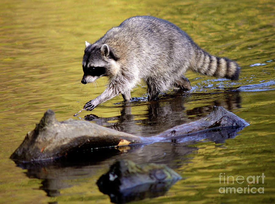 Vancouver Racoon Walks On Water Photograph by Terry Elniski
