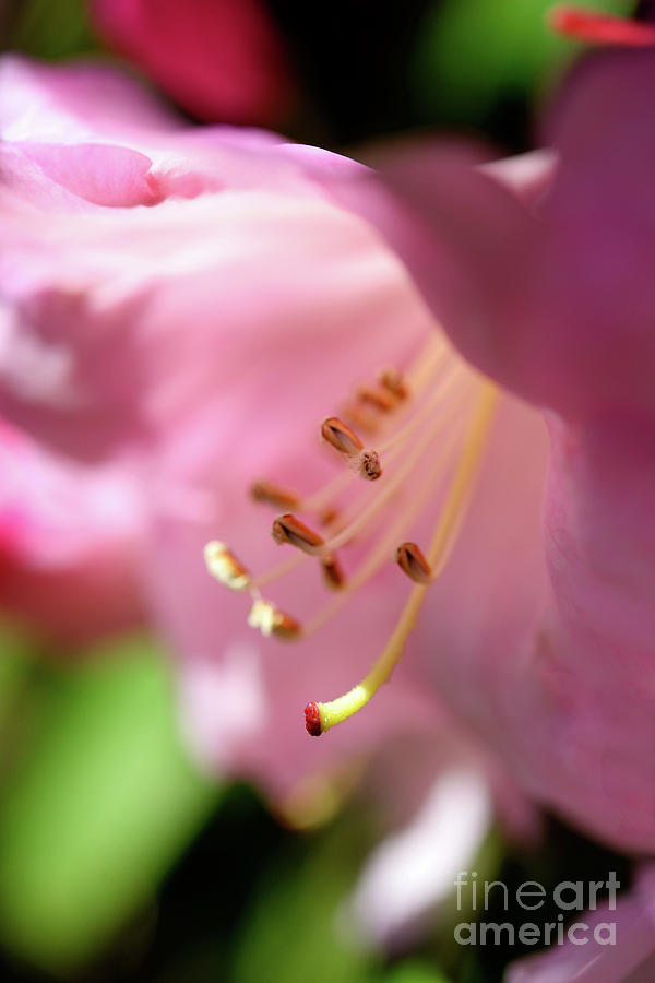 Vancouver Spring Time Flowers 2017 - Pinky Rhododendron Photograph by Terry Elniski