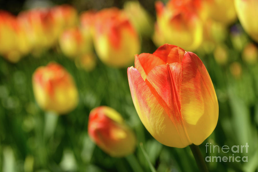 Vancouver Spring Time Flowers 2017 - Tulips 3 Photograph by Terry Elniski